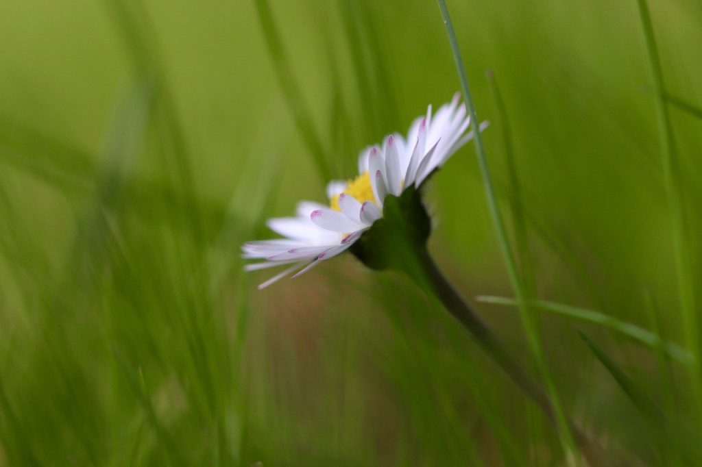 daisy, bellis, a thousand beautiful-7947417.jpg